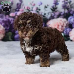 Oakley, Havapoo Puppy